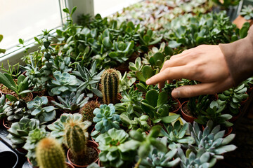 Creative young man tending to vibrant succulent plants in a cozy indoor garden space