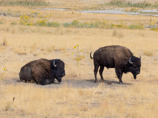 Two magnificent American Bison standing and resting in dry, yellow grass