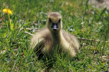 Gosling sitting in grass spring time 