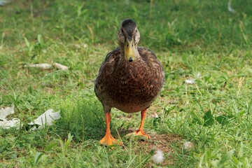 Mallard Ducks in the lake and in the wild