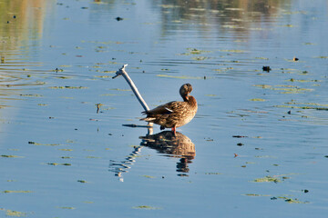 Mallard Ducks in the lake and in the wild