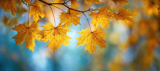 Obraz premium Golden Autumn Leaves Against a Soft Blue Sky.