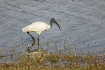 Ibis im Ranthambhore Nationalpark, Indien