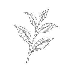 Hand-drawn Tea Leaf Sprig
