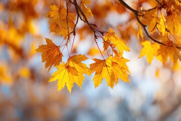 Golden Autumn Leaves - A Captivating Display of Natures Beauty.