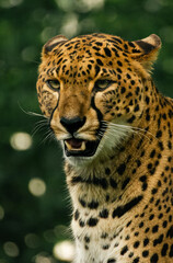 Léopard majestueux dans son habitat naturel