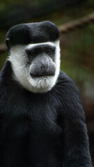 Singe colobe à face blanche observant calmement