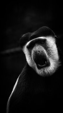 Singe colobe expressif en clair-obscur dramatique