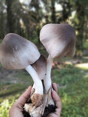 boletus edulis mushroom