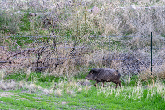 A javelina running along a barbed-wire fence, in the Arizona desert. 