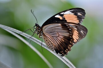 Beautiful orange monarch butterfly insect with colorful wings on a green leaf and purple flower in a tropical summer garden, a macro close-up of wildlife nature