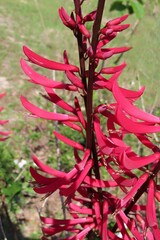Obraz premium Erythrina herbacea plant in Florida nature, closeup