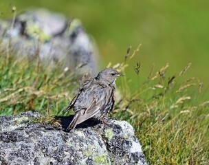 Alpenbraunelle (Prunella collaris) in der Hohen Tatra