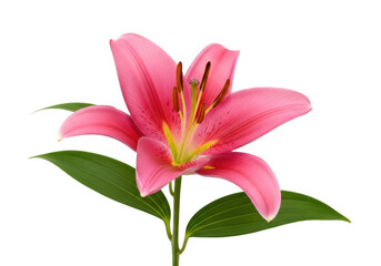 Fototapeta premium Elegant pink lily blossom with green leaves isolated on transparent background