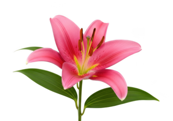 Elegant pink lily blossom with green leaves isolated on transparent background