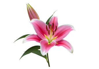 Fototapeta premium Pink lily bloom with bud and leaves isolated on transparent background