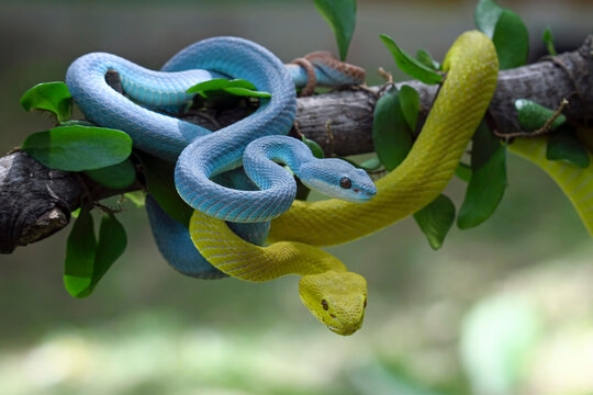 Blue and Yellow white-lipped snakes coiled around each other in a tree (Trimeresurus insularis)