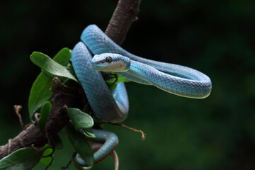 Blue viper snake on a tree, blue white-lipped snakes, trimeresurus Insularis	