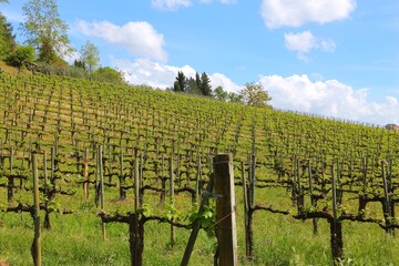 Naklejka premium Vineyards in Tuscany - rural Italy. Agricultural countryside area in the province of Siena.