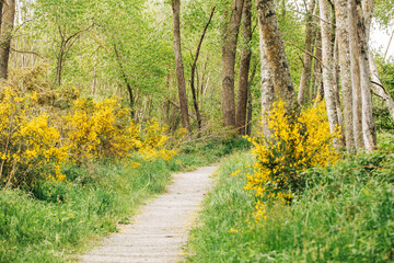 expansive gorselined countryside pathway, sunny grassy trail perfect for exercise and exploration