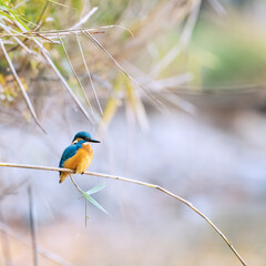kingfisher on reeds