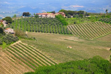 Obraz premium Vineyards and olive groves in Tuscany - rural Italy. Agricultural countryside area in the province of Siena.