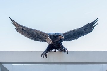 A hawk flying over the sea