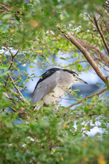 Black-crowned Night Heron Perched Among Green Foliage