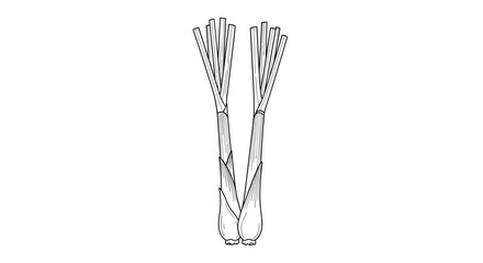 Black and white line art illustration of two fresh lemongrass stalks showing their distinct shape for coloring or design.