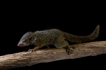Javan squirrel tupaia walking on a branch, Horsfield's treeshrew isolated on black background