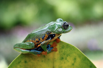 Flying tree frog on a leaves, Gliding frog (Rhacophorus reinwardtii)