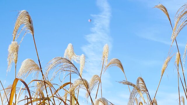 晩秋の青空と風にそよぐススキ