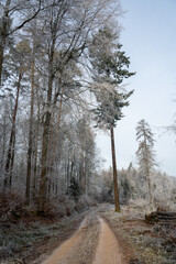 Field path in the forest with firewood and hoarfrost on a cold winter day