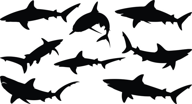 Shark silhouette vector set, black marine predator poses, swimming motion, fin shapes, ocean life graphic, aquatic illustration, design