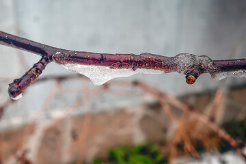 An icy branch of an apple tree on a winter day
