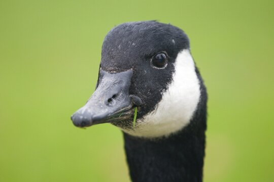 Canadian goose close up head view