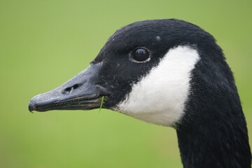 Canadian goose close up side head view