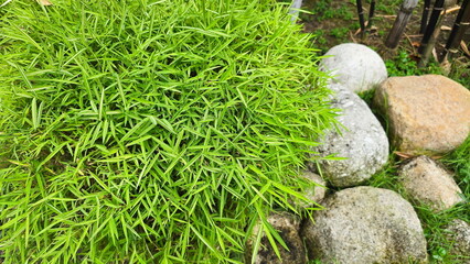 Bamboo Cat : Thyrsostachys siamensis Gamble is bamboo plant. Small. Leaf surface is quite rough....