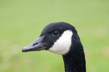 Close up of a goose