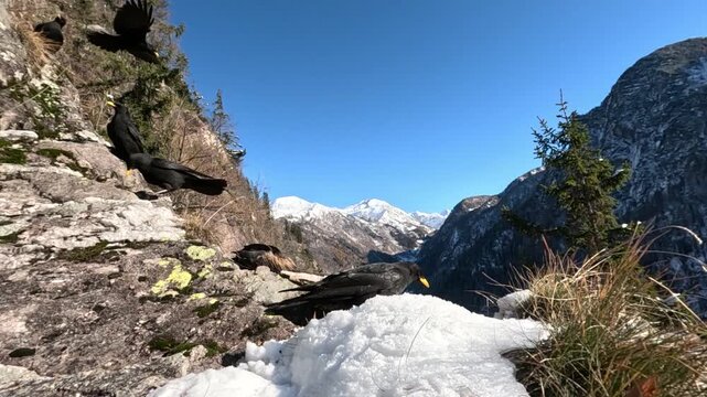 Gracchio alpino &ndash; Alpine chough &ndash; Pyrrhocorax graculus