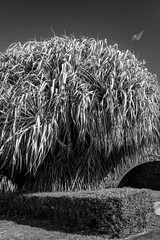 Tropical Bush in Black and White.