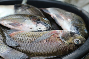 Freshly caught tilapia fish in a black plastic container, ready for sale