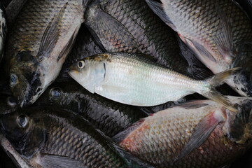 Freshly caught fish displayed at a local seafood market