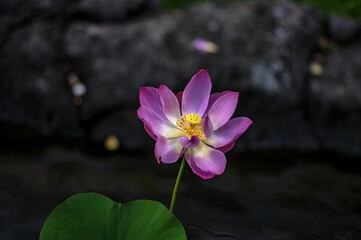 Purple, White, and Yellow Flower in Sunlight.