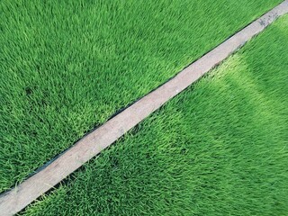 Rice Nursery in The Yard