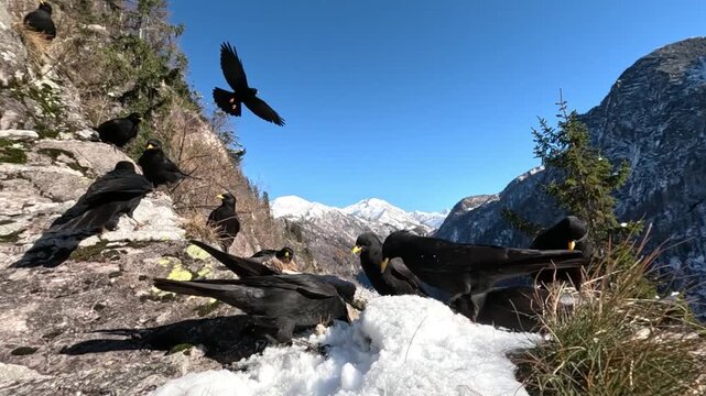 Gracchio alpino &ndash; Alpine chough &ndash; Pyrrhocorax graculus