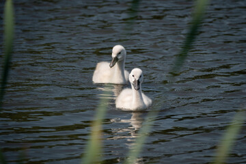 Young white swan birds swimming