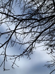 Bare winter tree branches against a cloudy sky, creating a dramatic natural silhouette and minimalist seasonal mood.