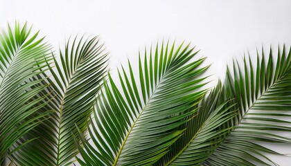 vibrant palm fronds against a white background