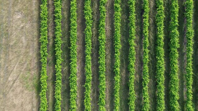 Top-down view of vineyard rows, forward-moving footage of rows of vines at a winery. Located in Denmark, Mt Barker, Western Australia. Tourism, Leisure. 